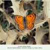 lycaena ochimus georgia female 1